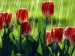 card-flowers-tulips-ros-naturs.jpg